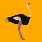 Ostrich Trails icon
