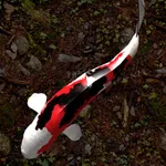 Koi Fish 2 icon