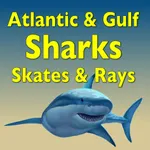 Sharks and Rays icon