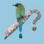 Panama Birds Field Guide icon