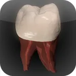 Real Tooth Morphology icon