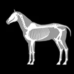 3D Horse Anatomy Software icon