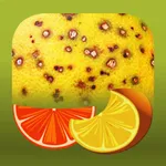 Citrus Diseases Key icon