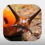 Terrestrial Mollusc Key icon