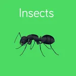 Insects Flashcard for babies and preschool icon