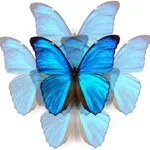 N'Back Butterfly icon