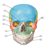 Human Anatomy Flash Cards icon