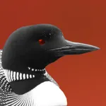Nishnaabemdaa icon