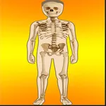 Body Parts Skeletal & Internal icon