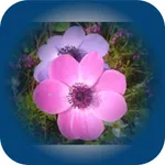 Power Flower 12 icon