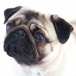 Mops icon