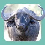 Sasol Wildlife for Beginners (Lite): Quick facts, photos and videos of 46 southern African animals icon