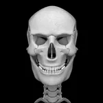 Bones 3D (Anatomy) icon