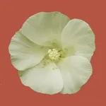 Rare and Priority Plants of the Pilbara icon