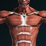 Muscular System 3D (anatomy) icon