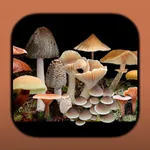 FunKey: Key to Agarics of Australia icon