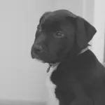 Puppy Calmer icon