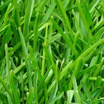 Grass Wallpapers icon