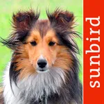 Hunde Id - Welcher Hund passt zu mir? Sunbird Ratgeber zur Auswahl der passenden Hunderasse icon