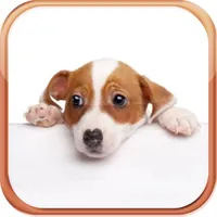 Dog Breeds Trivia Quizzes icon