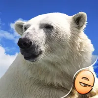 Jigsaw Wonder Polar Bear Puzzles for Kids Free icon