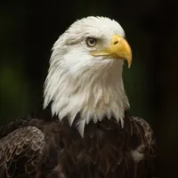 Bald Eagle Wallpapers icon