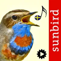 Fågelsång Id - fåglar icon