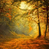 Autumn Ambience HD icon