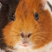Guinea Pig Sounds icon