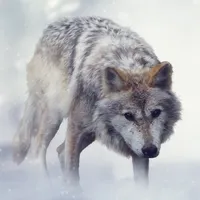 Wolf Sounds icon