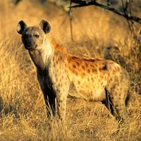 Hyena Sounds icon