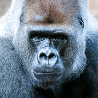 Gorilla Sounds icon