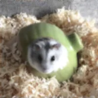 Hamster Slider Puzzle icon