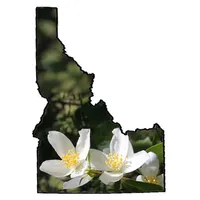 Idaho Wildflower Search icon