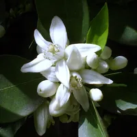 Florida Wildflowers icon