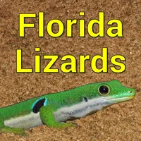 Florida Lizards icon