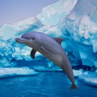 Antarctic Dolphin Escape icon