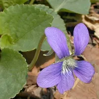 Illinois Wildflowers icon