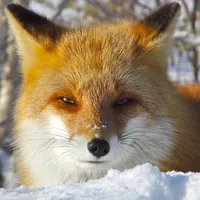 Cute Fox Healing Life icon