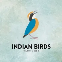 Indian Birds icon