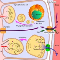 Endocrine System Medical Terms icon