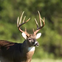 Whitetail Deer Calls icon
