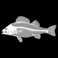 3D Fish Anatomy icon