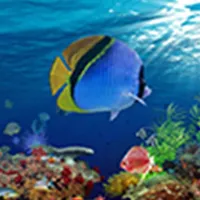 ReefSky icon