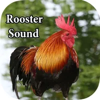 Rooster Sound – Rooster Crowing Sound icon