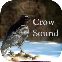 Crow Sounds – Crow Call Sound icon