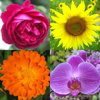 Flowers Quiz - Identify Plants icon