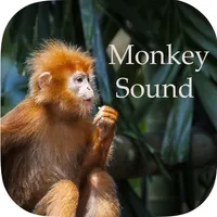 Monkey Sounds - Funny Sounds for kid icon