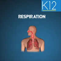 Cellular Respiration Process icon