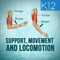 Support, Movement & Locomotion icon